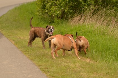 Continental Bulldogs Seeblickbulls Bilderalbum - Attila zu Besuch