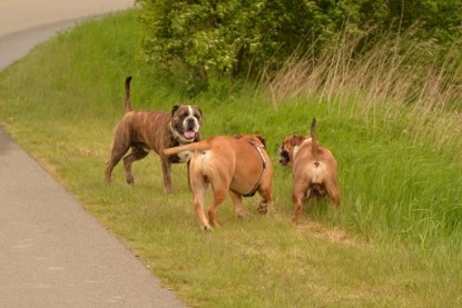 Continental Bulldogs Seeblickbulls Bilderalbum - Attila zu Besuch