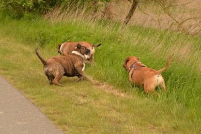 Continental Bulldogs Seeblickbulls Bilderalbum - Attila zu Besuch