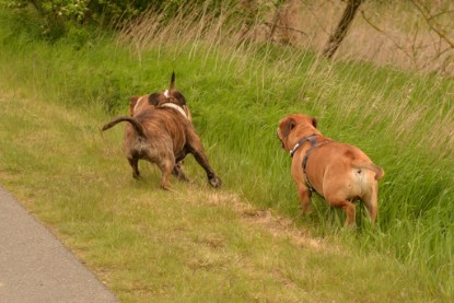 Continental Bulldogs Seeblickbulls Bilderalbum - Attila zu Besuch