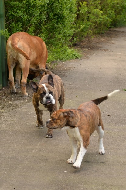 Continental Bulldogs Seeblickbulls Bilderalbum - Attila zu Besuch