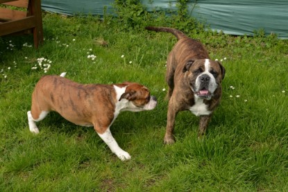 Continental Bulldogs Seeblickbulls Bilderalbum - Attila zu Besuch