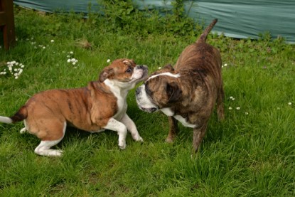 Continental Bulldogs Seeblickbulls Bilderalbum - Attila zu Besuch