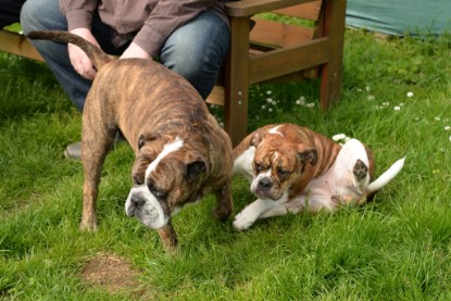 Continental Bulldogs Seeblickbulls Bilderalbum - Attila zu Besuch