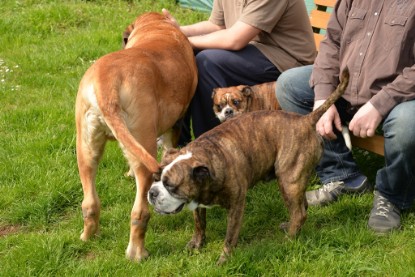 Continental Bulldogs Seeblickbulls Bilderalbum - Attila zu Besuch