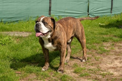 Continental Bulldogs Seeblickbulls Bilderalbum - Attila zu Besuch