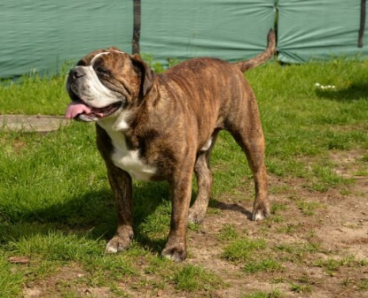 Continental Bulldogs Seeblickbulls Bilderalbum - Attila zu Besuch