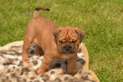 Continental Bulldogs Seeblickbulls Bilderalbum - 31.05.2015 im Garten