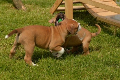 Continental Bulldogs Seeblickbulls Bilderalbum - 31.05.2015 im Garten