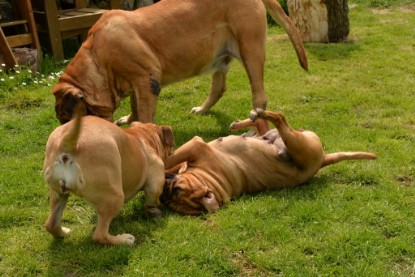 Continental Bulldogs Seeblickbulls Bilderalbum - 31.05.2015 im Garten