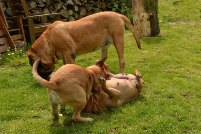 Continental Bulldogs Seeblickbulls Bilderalbum - 31.05.2015 im Garten