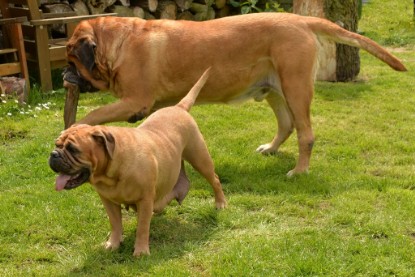 Continental Bulldogs Seeblickbulls Bilderalbum - 31.05.2015 im Garten