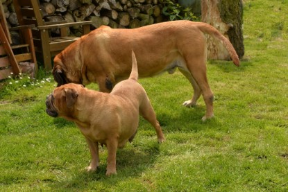 Continental Bulldogs Seeblickbulls Bilderalbum - 31.05.2015 im Garten