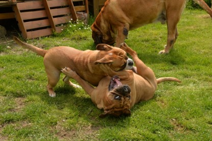 Continental Bulldogs Seeblickbulls Bilderalbum - 31.05.2015 im Garten