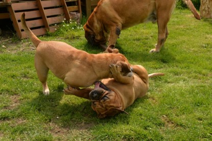 Continental Bulldogs Seeblickbulls Bilderalbum - 31.05.2015 im Garten