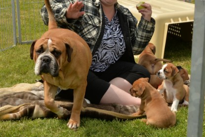 Continental Bulldogs Seeblickbulls Bilderalbum - 31.05.2015 im Garten