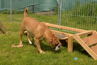 Continental Bulldogs Seeblickbulls Bilderalbum - 31.05.2015 im Garten