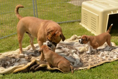 Continental Bulldogs Seeblickbulls Bilderalbum - 31.05.2015 im Garten