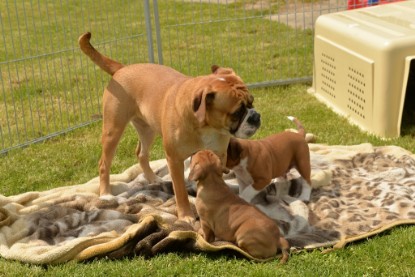 Continental Bulldogs Seeblickbulls Bilderalbum - 31.05.2015 im Garten