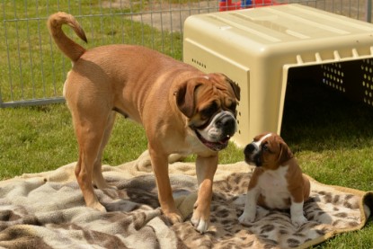 Continental Bulldogs Seeblickbulls Bilderalbum - 31.05.2015 im Garten