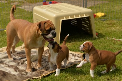 Continental Bulldogs Seeblickbulls Bilderalbum - 31.05.2015 im Garten