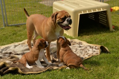 Continental Bulldogs Seeblickbulls Bilderalbum - 31.05.2015 im Garten