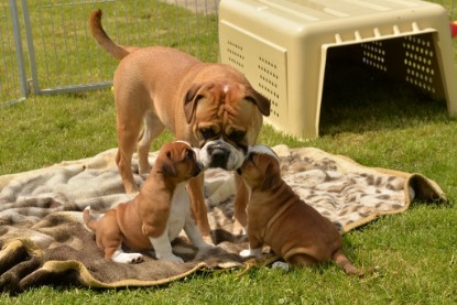 Continental Bulldogs Seeblickbulls Bilderalbum - 31.05.2015 im Garten