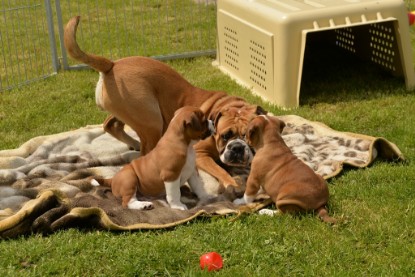 Continental Bulldogs Seeblickbulls Bilderalbum - 31.05.2015 im Garten