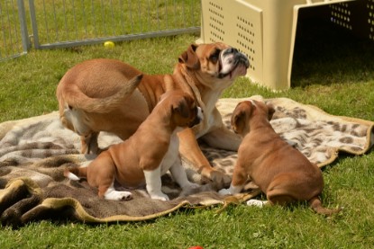 Continental Bulldogs Seeblickbulls Bilderalbum - 31.05.2015 im Garten