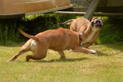 Continental Bulldogs Seeblickbulls Bilderalbum - 31.05.2015 im Garten