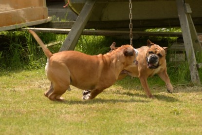 Continental Bulldogs Seeblickbulls Bilderalbum - 31.05.2015 im Garten