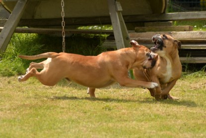 Continental Bulldogs Seeblickbulls Bilderalbum - 31.05.2015 im Garten