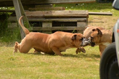 Continental Bulldogs Seeblickbulls Bilderalbum - 31.05.2015 im Garten