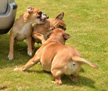 Continental Bulldogs Seeblickbulls Bilderalbum - 31.05.2015 im Garten