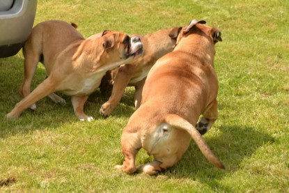 Continental Bulldogs Seeblickbulls Bilderalbum - 31.05.2015 im Garten