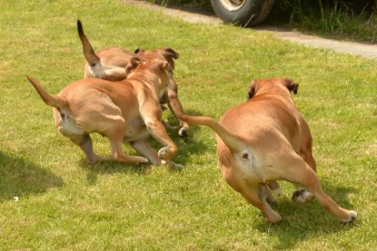 Continental Bulldogs Seeblickbulls Bilderalbum - 31.05.2015 im Garten