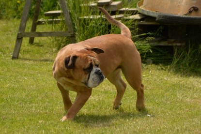 Continental Bulldogs Seeblickbulls Bilderalbum - 31.05.2015 im Garten