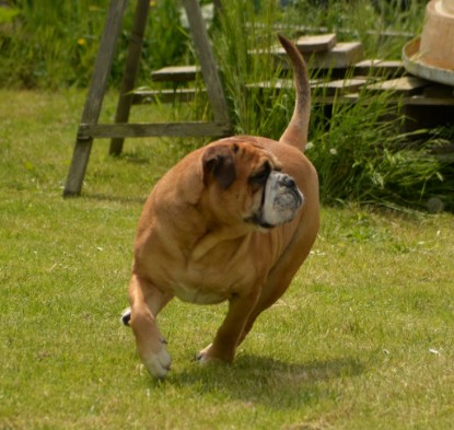 Continental Bulldogs Seeblickbulls Bilderalbum - 31.05.2015 im Garten