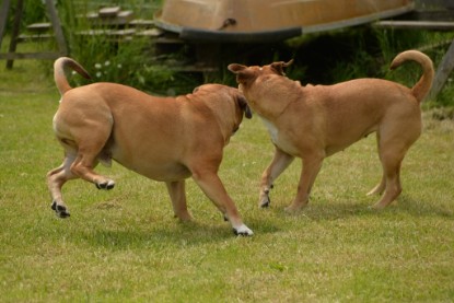 Continental Bulldogs Seeblickbulls Bilderalbum - 31.05.2015 im Garten