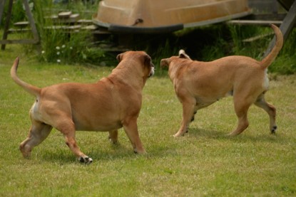 Continental Bulldogs Seeblickbulls Bilderalbum - 31.05.2015 im Garten