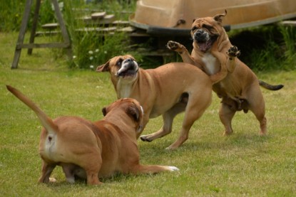 Continental Bulldogs Seeblickbulls Bilderalbum - 31.05.2015 im Garten