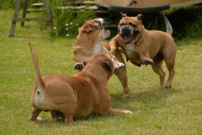 Continental Bulldogs Seeblickbulls Bilderalbum - 31.05.2015 im Garten