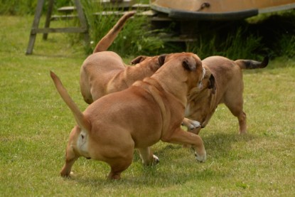 Continental Bulldogs Seeblickbulls Bilderalbum - 31.05.2015 im Garten