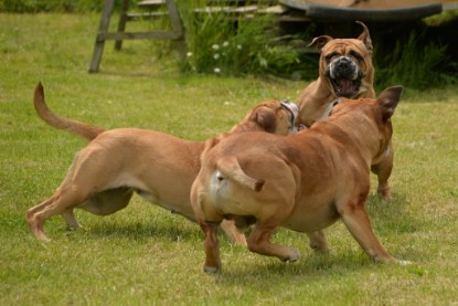 Continental Bulldogs Seeblickbulls Bilderalbum - 31.05.2015 im Garten