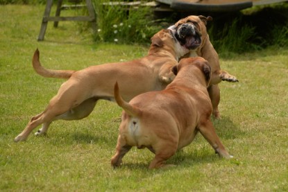 Continental Bulldogs Seeblickbulls Bilderalbum - 31.05.2015 im Garten