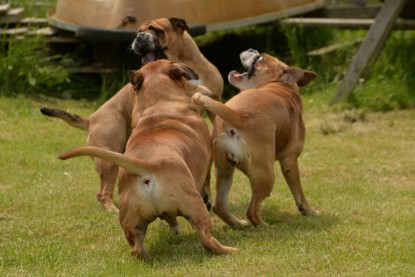 Continental Bulldogs Seeblickbulls Bilderalbum - 31.05.2015 im Garten