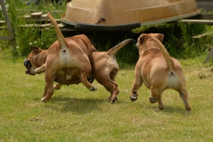 Continental Bulldogs Seeblickbulls Bilderalbum - 31.05.2015 im Garten