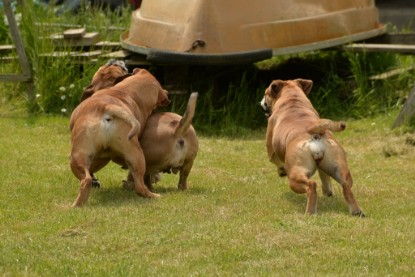 Continental Bulldogs Seeblickbulls Bilderalbum - 31.05.2015 im Garten