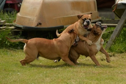 Continental Bulldogs Seeblickbulls Bilderalbum - 31.05.2015 im Garten