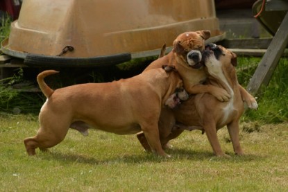 Continental Bulldogs Seeblickbulls Bilderalbum - 31.05.2015 im Garten